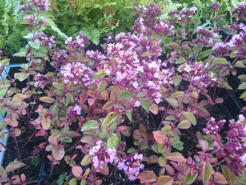 Origanum hybride 'Gentle Breeze' Душица